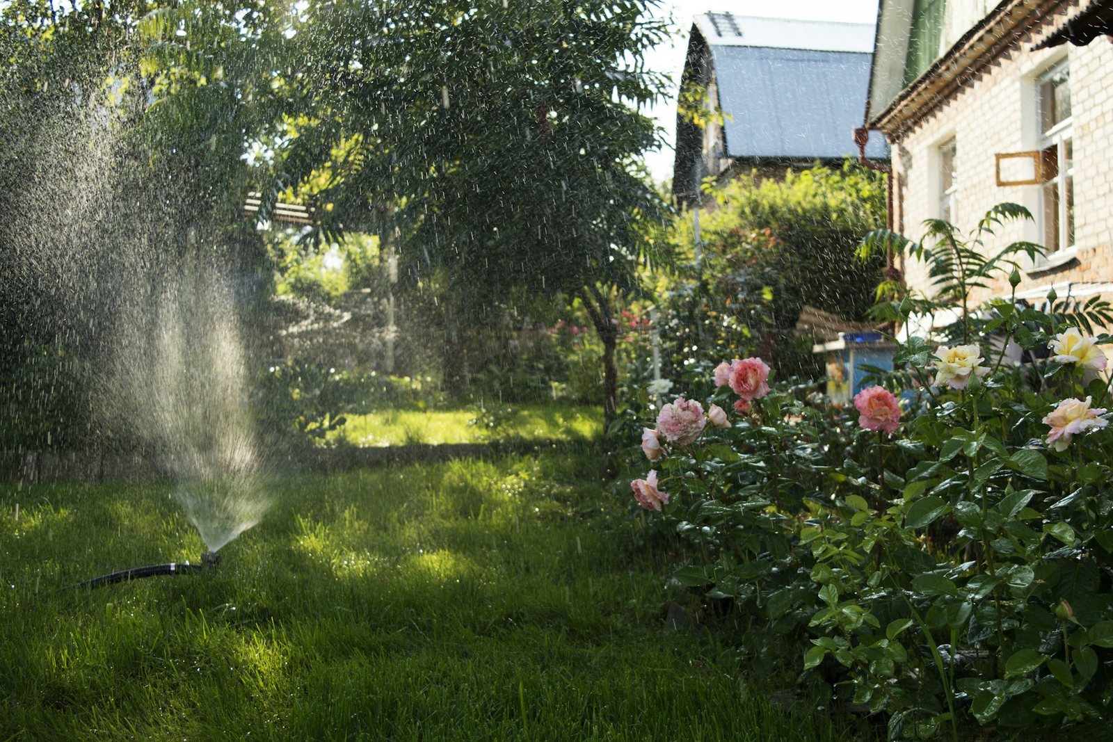 Small spray sprinkler watering a backyard lawn beside rose bushes and a brick house