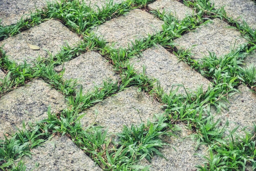 How to Get Rid of Crabgrass: Prevention, Timing and Spot Treatment
