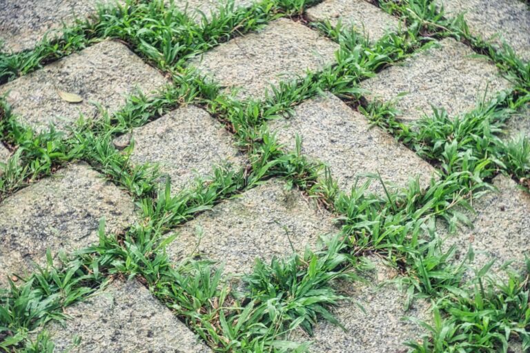 How to Get Rid of Crabgrass: Prevention, Timing and Spot Treatment