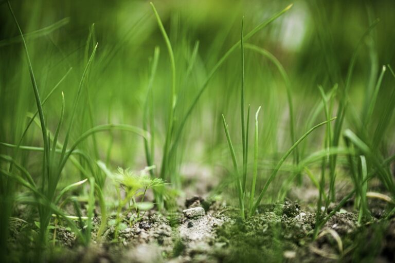 Young grass seedlings coming up through bare soil