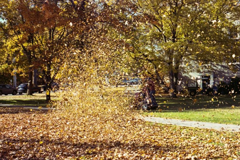 Cloud of autumn leaves blown across a lawn by a walk-behind leaf blower