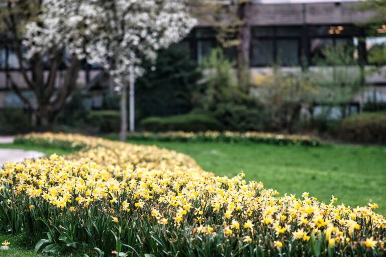 Spring Lawn Care Checklist: What to Do and When
